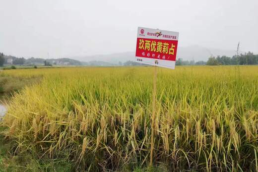 玖兩優(yōu)黃莉占