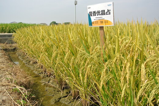 隆香優(yōu)晶占